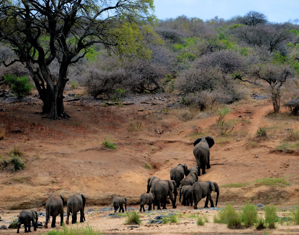 Parc National Kruger en Afrique du Sud